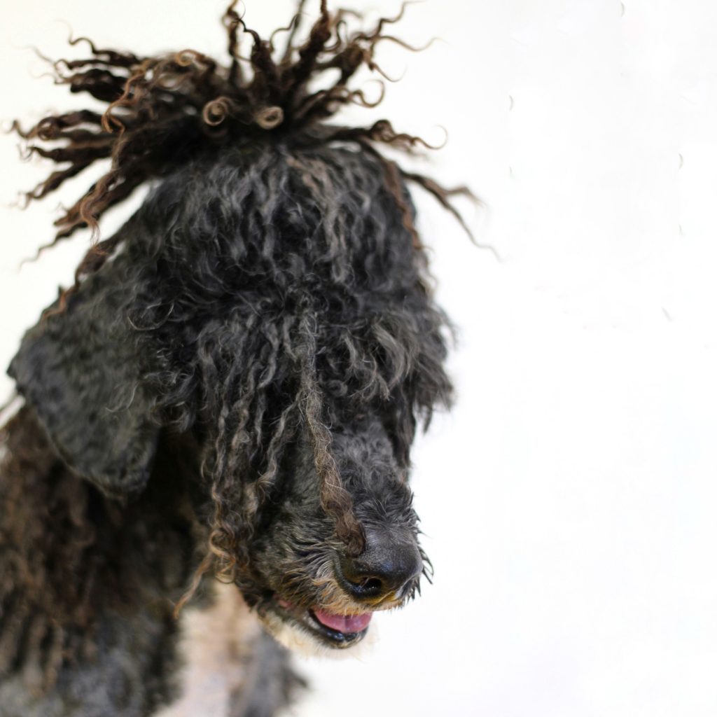 peluqueria canina almeria